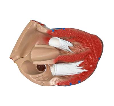 Модель сердца человека 3 части увеличенное в 3 раза на подставке