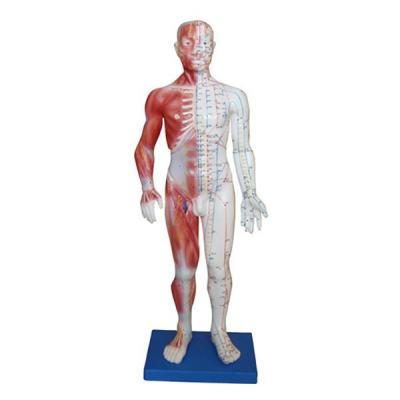 Модель для аккупунктуры и анатомии, мужчина 60 см