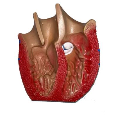 Модель сердца человека 3 части увеличенное в 3 раза на подставке