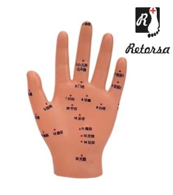 Модель руки человека с акупунктурными зонами для иглоукалывания