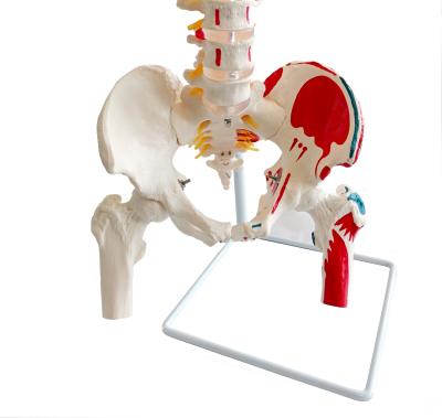 Модель позвоночника и таза человека c мышцами и бедренной костью на подставке 85 см в натуральную величину