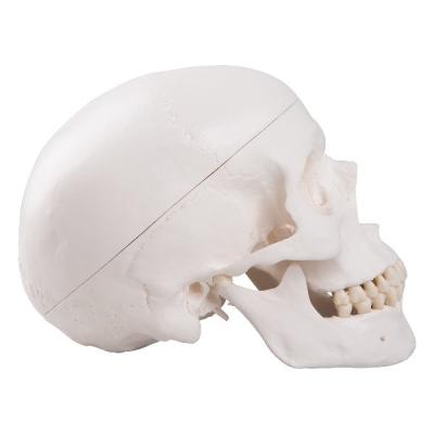Модель черепа, 3 части  А20 3Б Сайнтифик