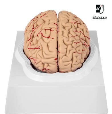 Модель мозга 9 частей на подставке в натуральную величину