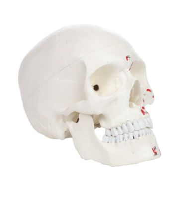 Модель черепа взрослого человека с окрашенными мышцами в натуральную величину 