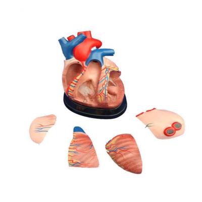 Модель сердца человека 5 частей