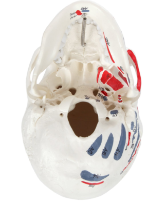 Модель черепа взрослого человека с окрашенными мышцами в натуральную величину 