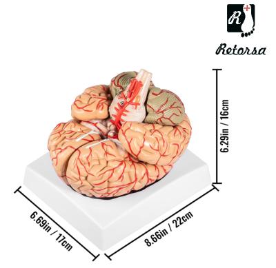 Модель мозга 9 частей на подставке