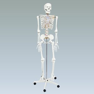 Купить Модель скелета человека в натуральную величину 168см