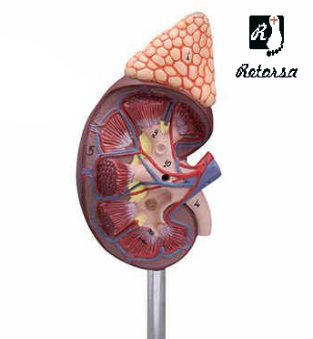 Модель почки с надпочечником 2 части