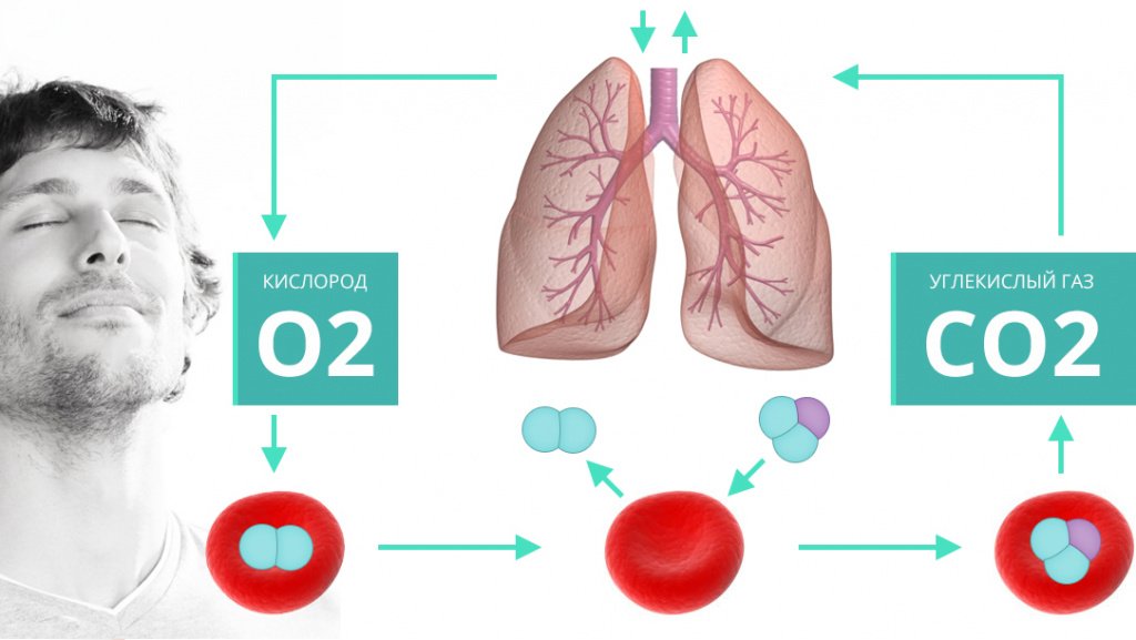 Чем мы дышим - значение кислорода и углекислого газа