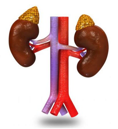 adrenal-glands-on-kidneys-3d-100_1-800x450.jpg