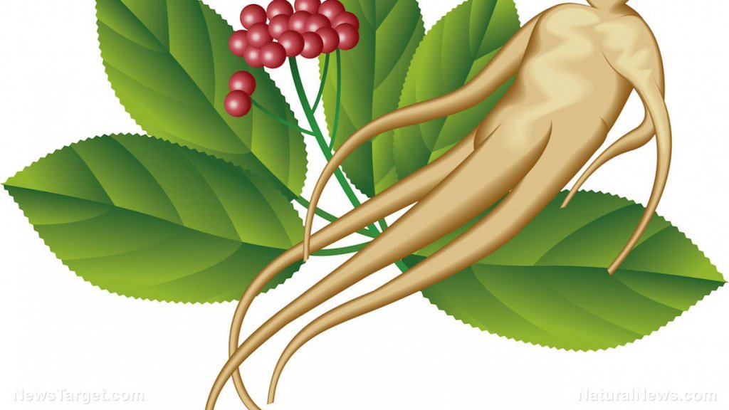 Ginseng (1).jpg