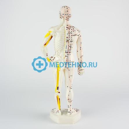 Купить Модель для акупунктуры человек 26см XC-506C 3