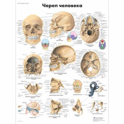 Купить Анатомический плакат "Череп человека"