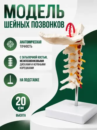 Купить Анатомическая модель шейных позвонков макет позвоночника Retorsa 0