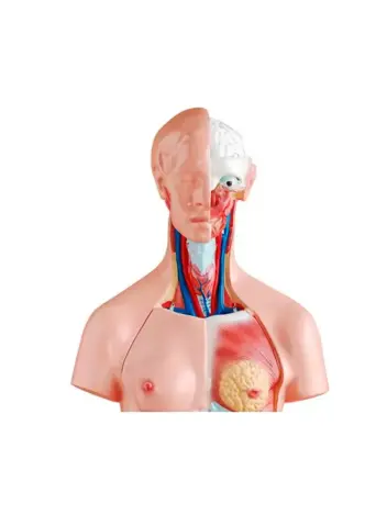 Анатомическая модель торса человека двуполая 85 см