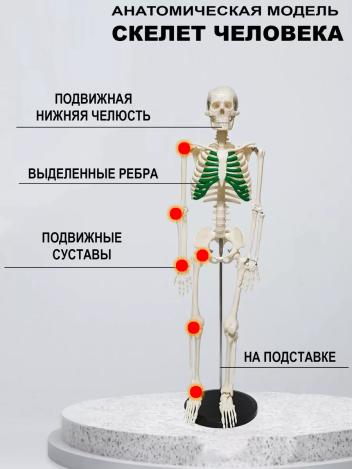 Модель скелета человека с выделенными ребрами на подставке 85 см
