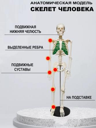 Купить Модель скелета человека с выделенными ребрами на подставке 85 см 3