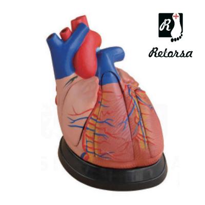 Купить Модель сердца человека 5 частей