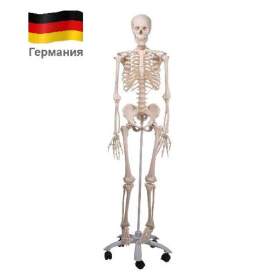 Купить Модель скелета «Stan» на 5-рожковой роликовой стойке (176.5 см.) 3Б Сайнтифик