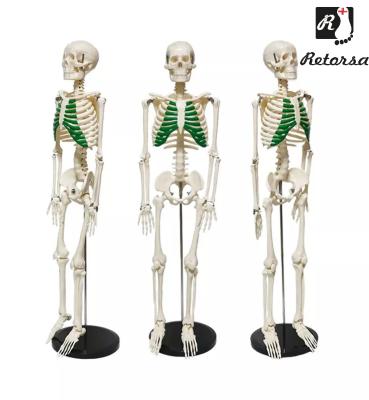 Модель скелета человека с выделенными ребрами на подставке 85 см 