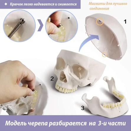 Купить Модель черепа взрослого человека с подвижной челюстью и съемными зубами 3 части в натуральную величину 4