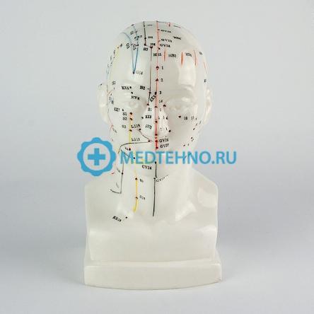Купить Модель для акупунктуры Голова, 20 см XC-507 0