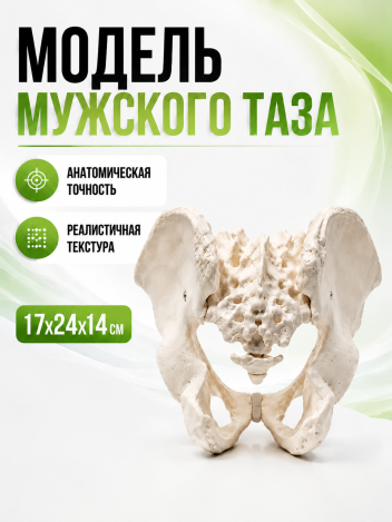 Анатомическая модель мужского таза человека Retorsa