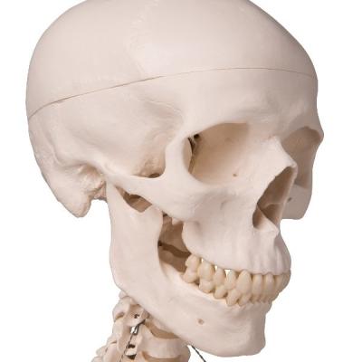 Модель скелета «Stan» на 5-рожковой роликовой стойке (176.5 см.) 3Б Сайнтифик