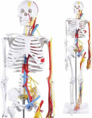 Модель скелета человека с кровеносными сосудами и нервами 85 см