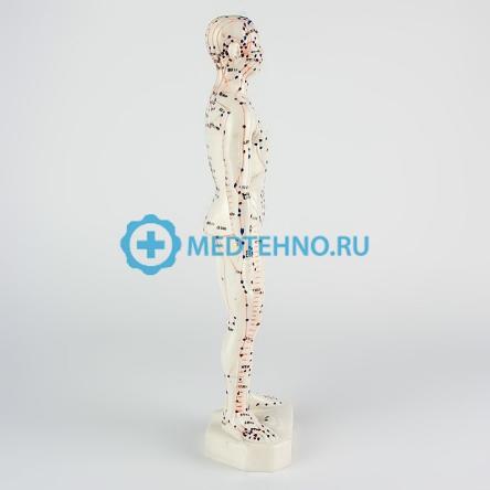 Купить Модель для акупунктуры человек 26см XC-506C 1