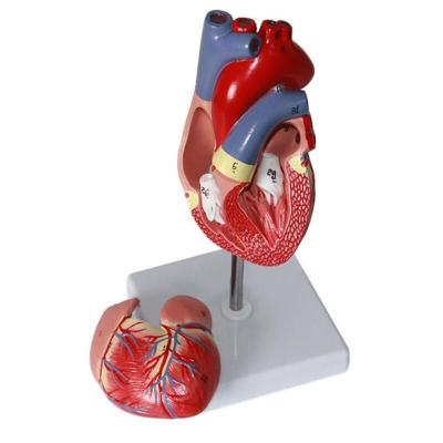 Модель сердца человека 2 части 