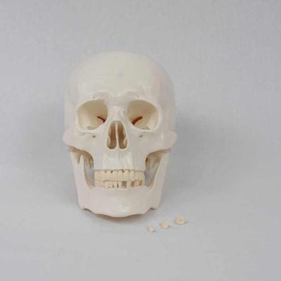 Модель черепа взрослого человека с подвижной челюстью и съемными зубами 3 части в натуральную величину