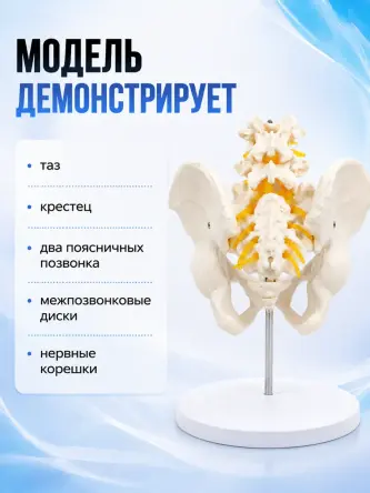 Купить Анатомическая модель таза человека на подставке Retorsa 1
