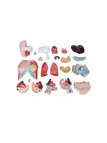 Анатомическая модель торса человека двуполая 85 см