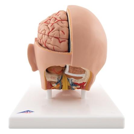 Купить Модель головы, 6 частей 4