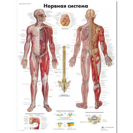Купить Медицинский плакат "Нервная система" 0