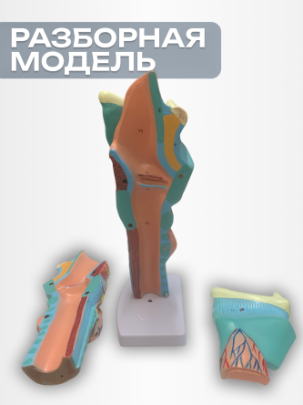 Купить Анатомическая модель гортани человека макет горла 4