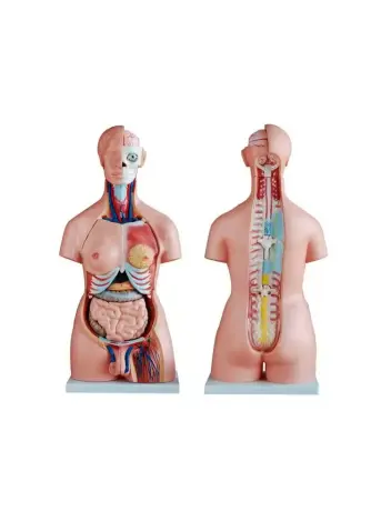Анатомическая модель торса человека двуполая 85 см