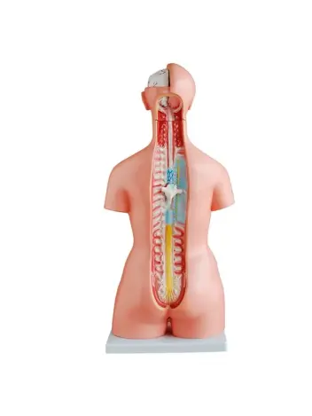 Анатомическая модель торса человека двуполая 85 см