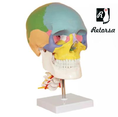 Купить Цветная модель черепа взрослого человека с шейными позвонками 3 части в натуральную величину на подставке