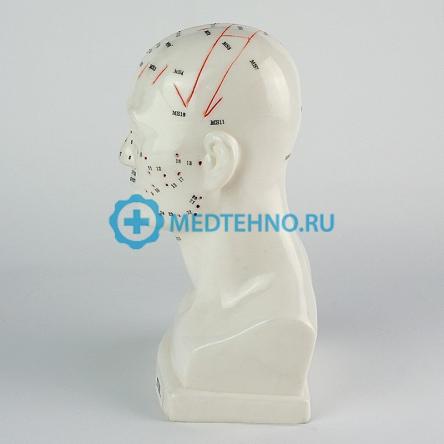 Купить Модель для акупунктуры Голова, 20 см XC-507 2