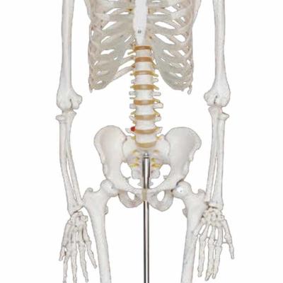 Модель скелета человека со стойкой на колесах 180 см