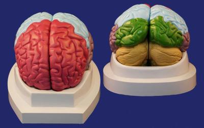 SMD1224 Модель долей головного мозга (2 части)