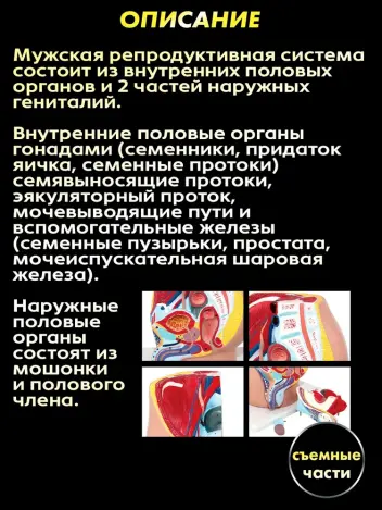 Анатомическая модель мужской репродуктивной системы 3 части