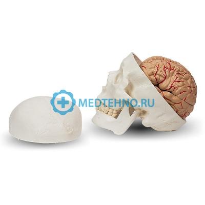 Разборная модель черепа и мозга человека 8 частей