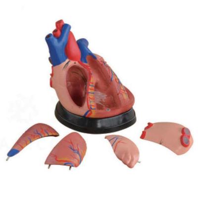Модель сердца человека 5 частей