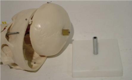 Купить Модель черепа с шейными позвонками A018 5