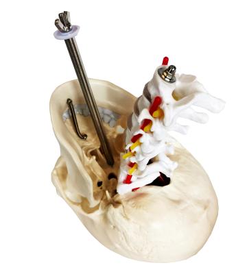 Модель черепа взрослого человека с мозгом и шейными позвонками на подставке 3 части в натуральную величину