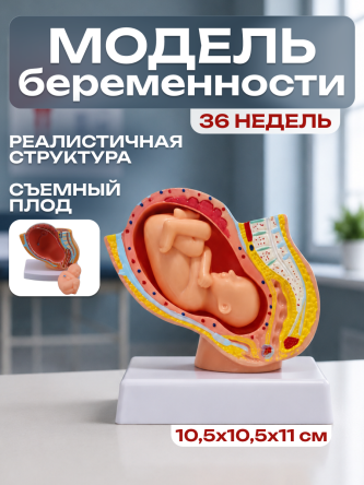 Купить Модель развития беременности макет эмбриона 0